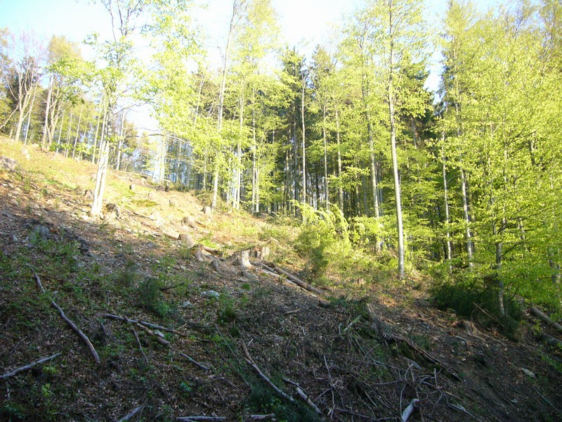 P1110754.JPG