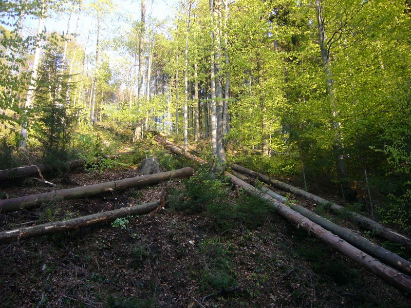 P1110755.JPG