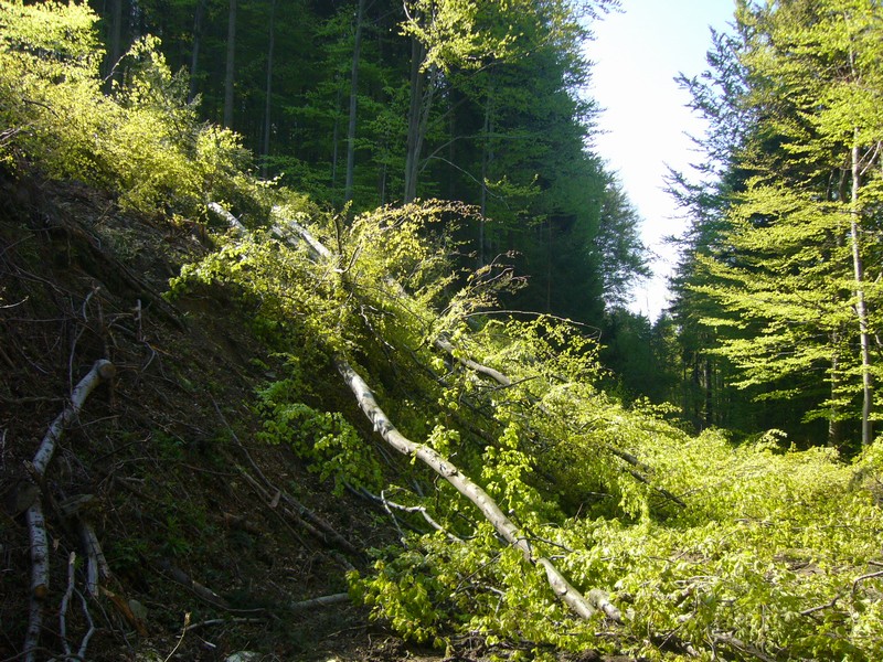 P1110775.JPG